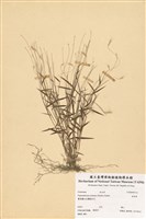 藏品(金絲草)的圖片